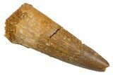 Juvenile Fossil Spinosaurus Tooth - Real Dinosaur Tooth #345870-1